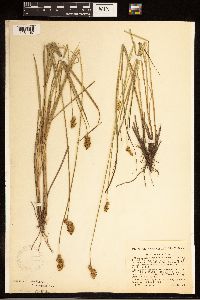 Carex bebbii image