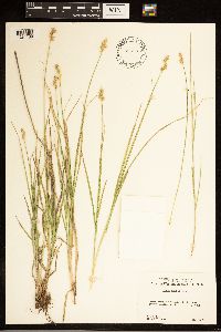 Carex bebbii image