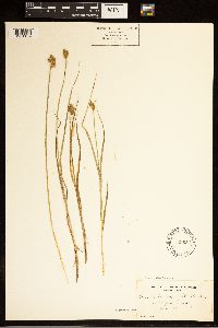 Carex bebbii image
