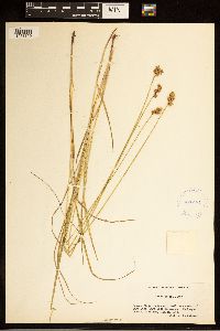 Carex bebbii image