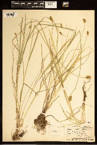 Carex bebbii image