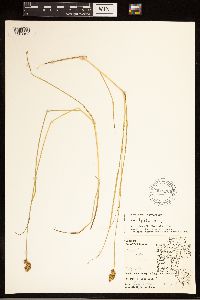 Carex bebbii image