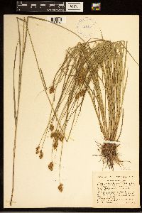 Carex bebbii image