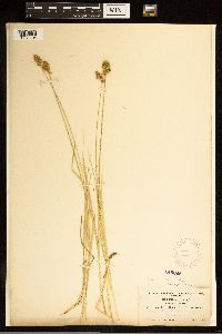 Carex bebbii image