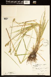 Carex bebbii image