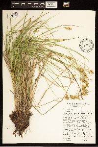 Carex bebbii image