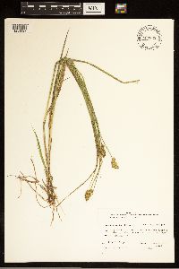 Carex bebbii image