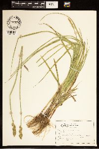 Carex bebbii image