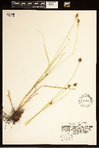 Carex bebbii image
