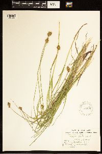 Carex bebbii image