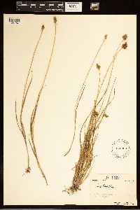 Carex bebbii image