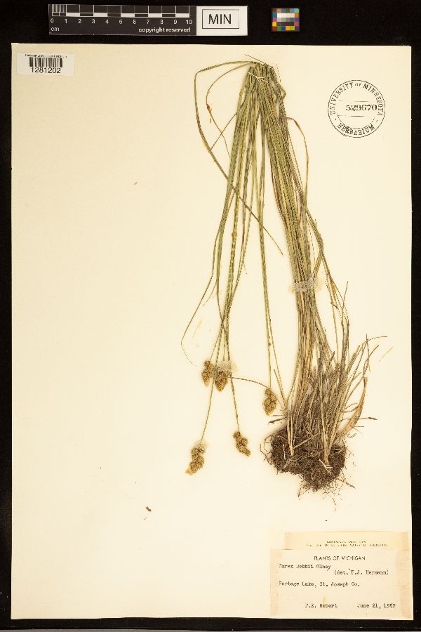 Carex bebbii image