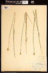 Thumbnail image of current specimen