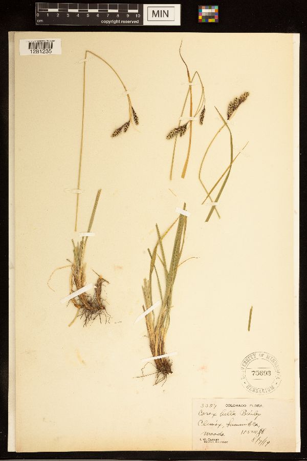 Carex bella image