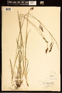 Carex bella image