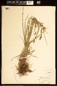 Carex bella image