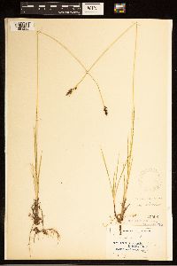 Carex bella image