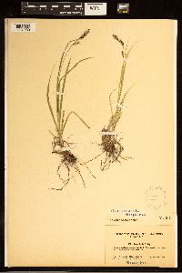 Carex bella image