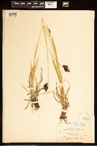 Carex bella image