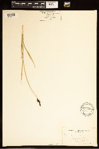 Carex bella image