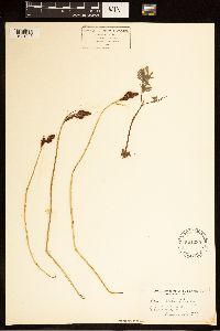 Carex bella image