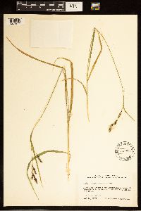 Carex bella image
