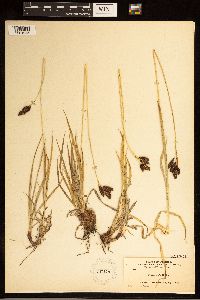 Carex bella image