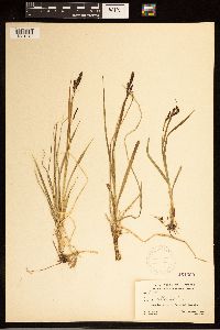 Carex bella image