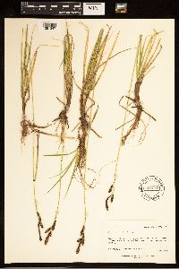 Carex bella image