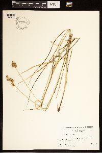 Carex bicknellii image