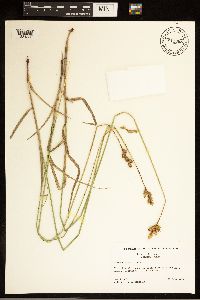 Carex bicknellii image