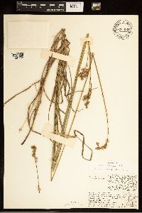 Carex bicknellii image