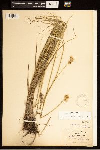 Carex bicknellii image