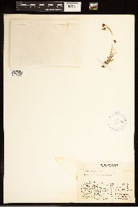 Carex bicolor image