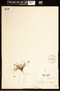 Carex bicolor image