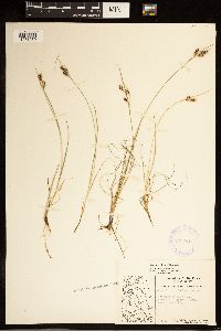 Carex bicolor image