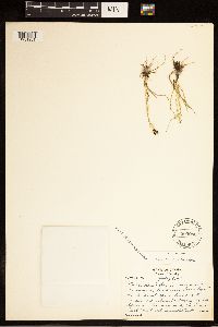 Carex bicolor image