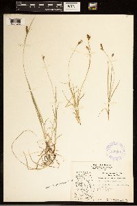 Carex bicolor image