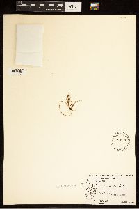 Carex bicolor image