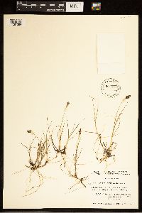 Carex bicolor image