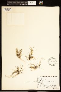 Carex bicolor image