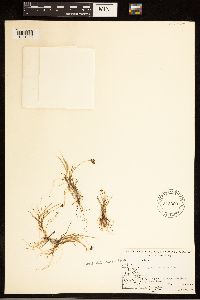 Carex bicolor image