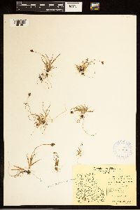 Carex bicolor image