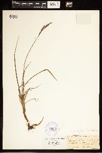 Carex bigelowii image