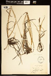 Carex bigelowii image