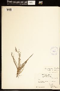 Carex bigelowii image