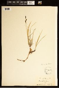 Carex bigelowii image