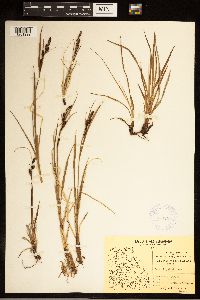 Carex bigelowii image