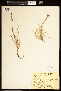 Carex bigelowii image