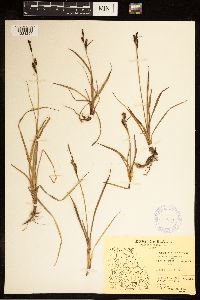 Carex bigelowii image